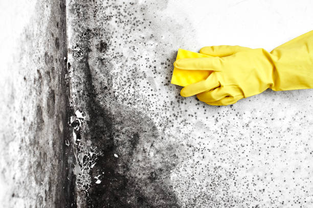 Best Post-Flood Mold Remediation in Woodbury, TN